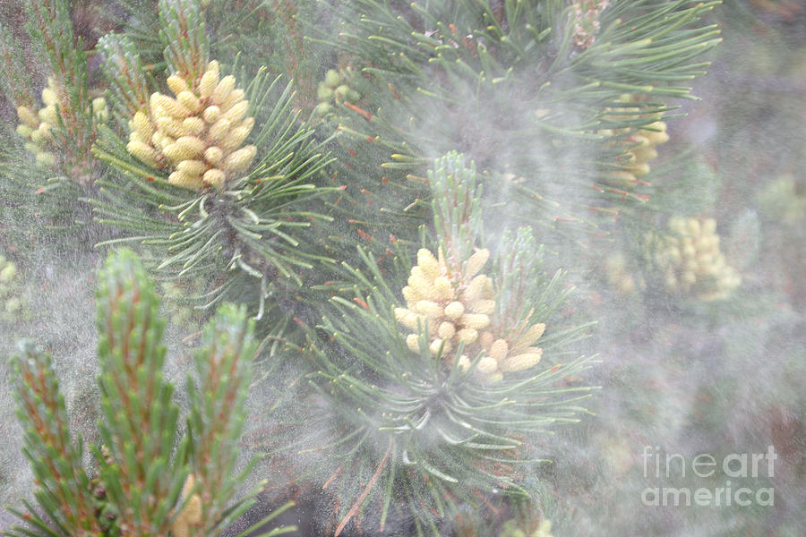 Pollen Clouds From Mugo Pine #2 Photograph by Scimat