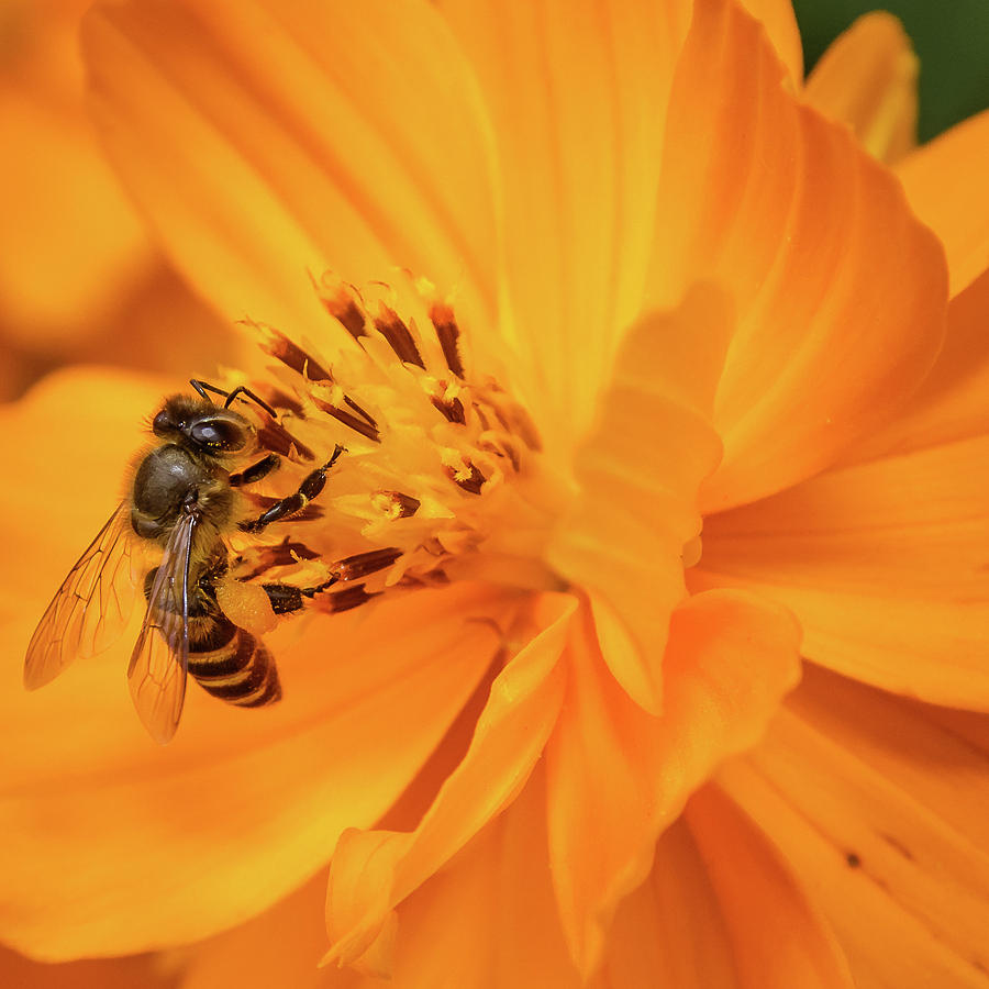Pollination #2 Photograph by SAURAVphoto Online Store