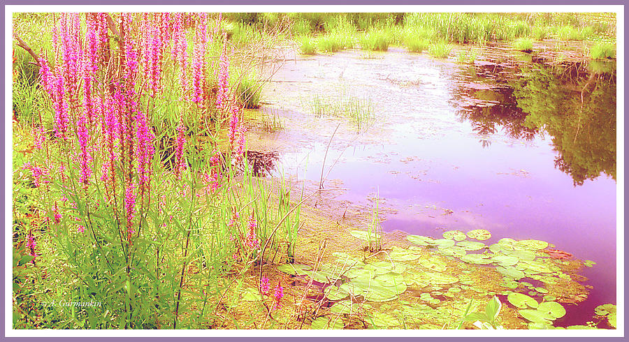 Pond in Summer, Berkshire Mountains, Massachusetts #3 Photograph by A Macarthur Gurmankin