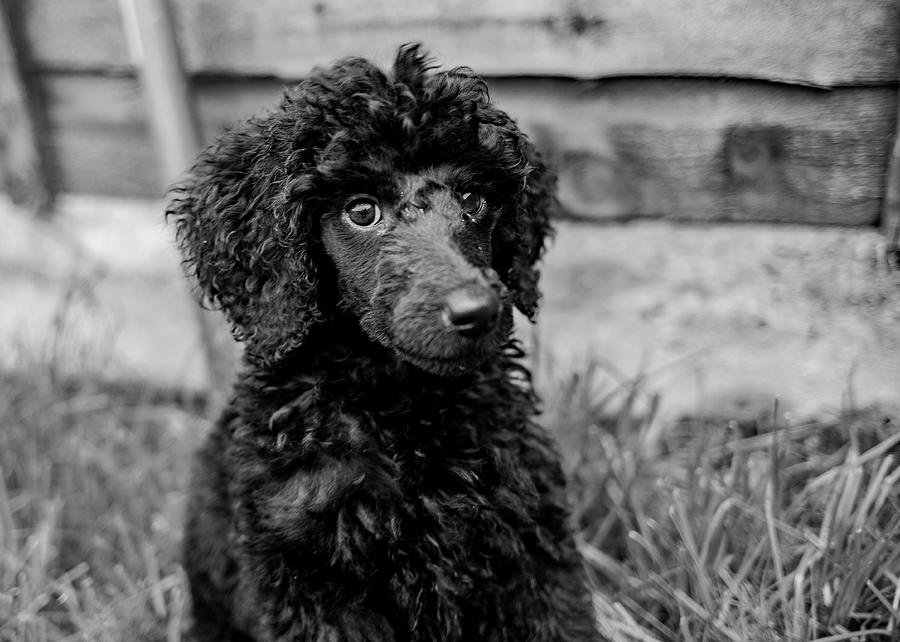 Poodle puppy #2 Photograph by Ed James
