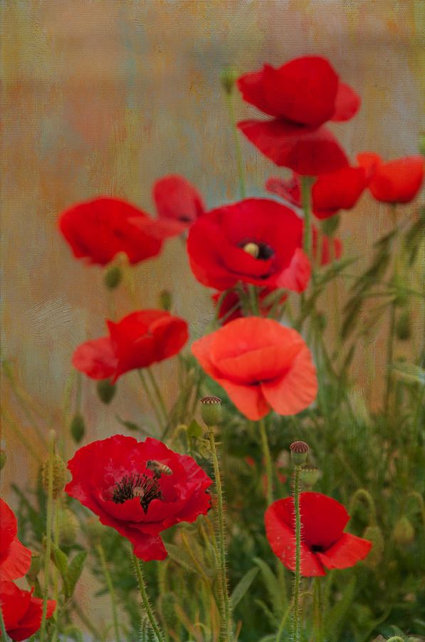 Poppies #2 Photograph by Carolyn DAlessandro