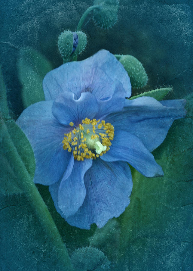 Poppy Blue #4 Photograph by Richard Cummings