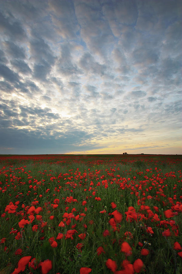Poppy Field Photograph - Poppy Field by Graham Custance Poppy Field Photograph - Poppy Field by Graham Custance