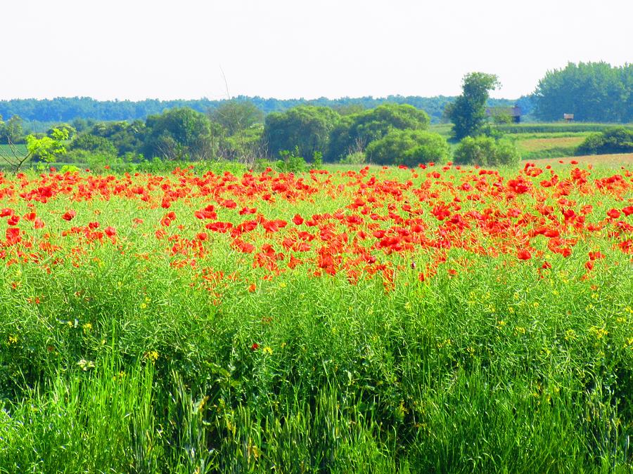 Poppy Fields Photograph by Vesna Martinjak