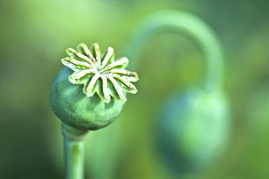 Poppy Photograph - Poppy seed capsule #2 by Heiko Koehrer-Wagner