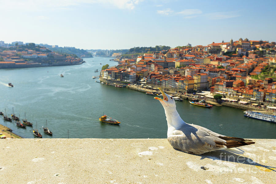 Porto skyline seagull #2 Photograph by Benny Marty