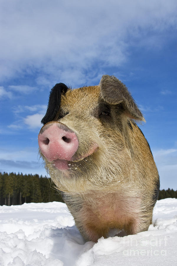 Pig Photograph - Portrait Of A Boar #2 by Jean-Louis Klein & Marie-Luce Hubert