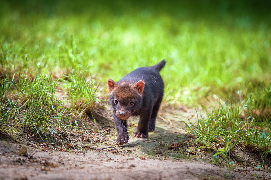 Portrait of a bush dog puppy #2 Photograph by Miroslav Liska - Pixels