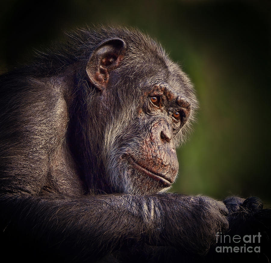 Portrait of an Elderly Chimp II Photograph by Jim Fitzpatrick
