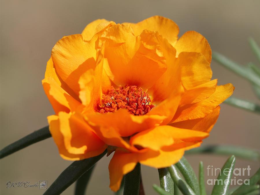 Portulaca in Sundial Golden Orange #1 Photograph by J McCombie