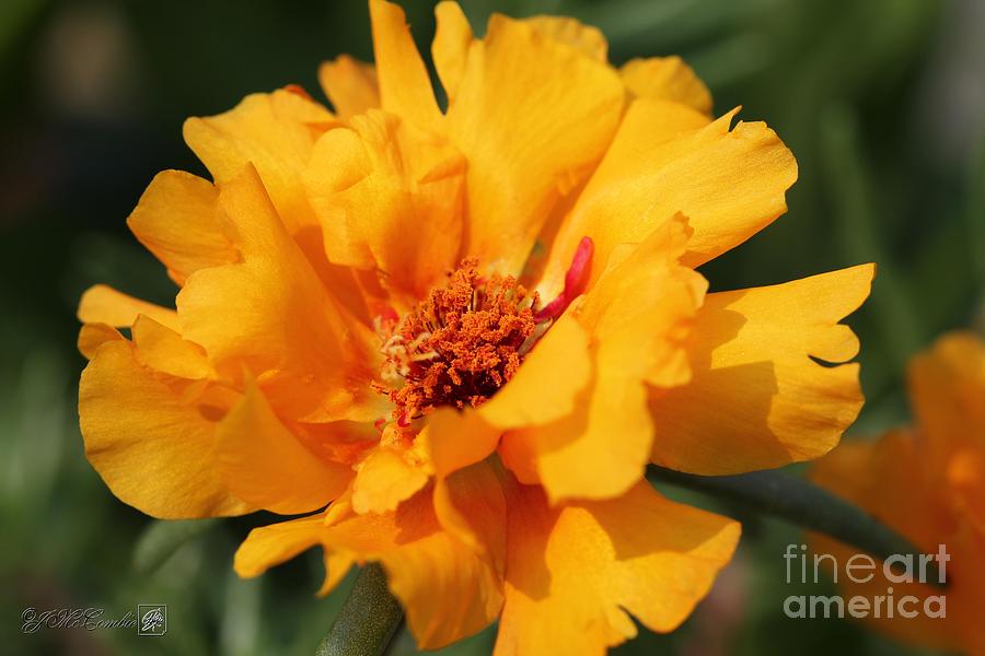 Portulaca named Sundial Gold #1 Photograph by J McCombie