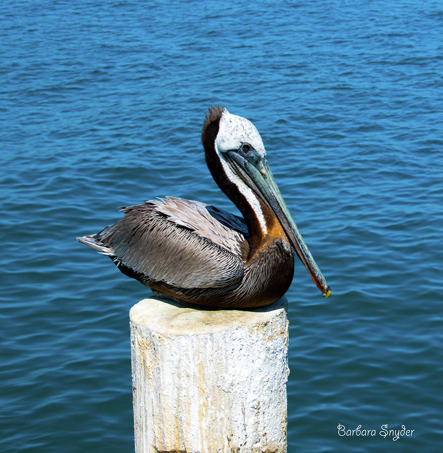 Posing Pelican at Stearns Wharf  #2 Photograph by Barbara Snyder