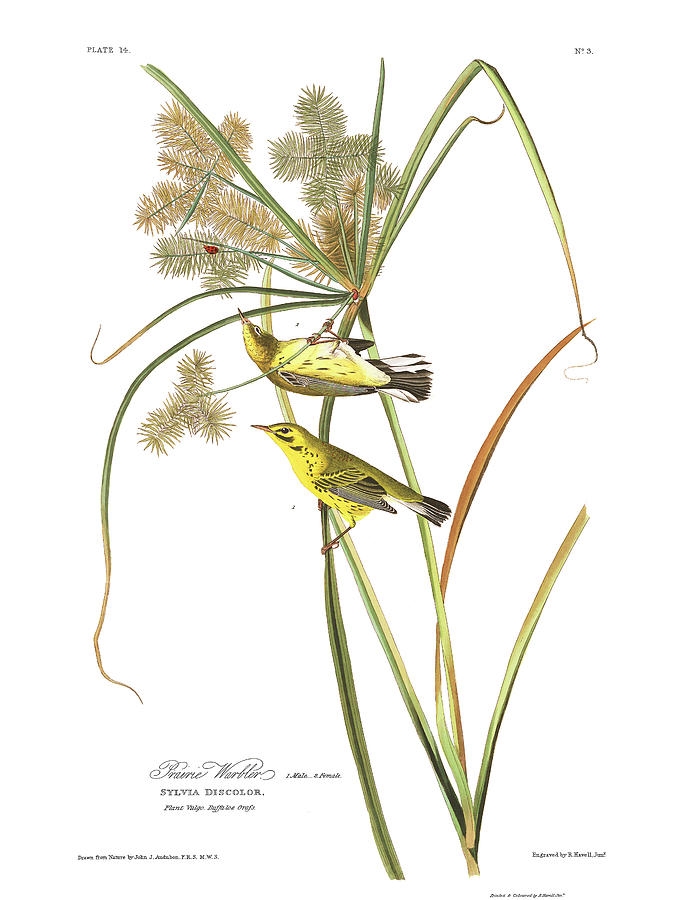 John James Audubon Painting - Prairie Warbler #2 by John James Audubon