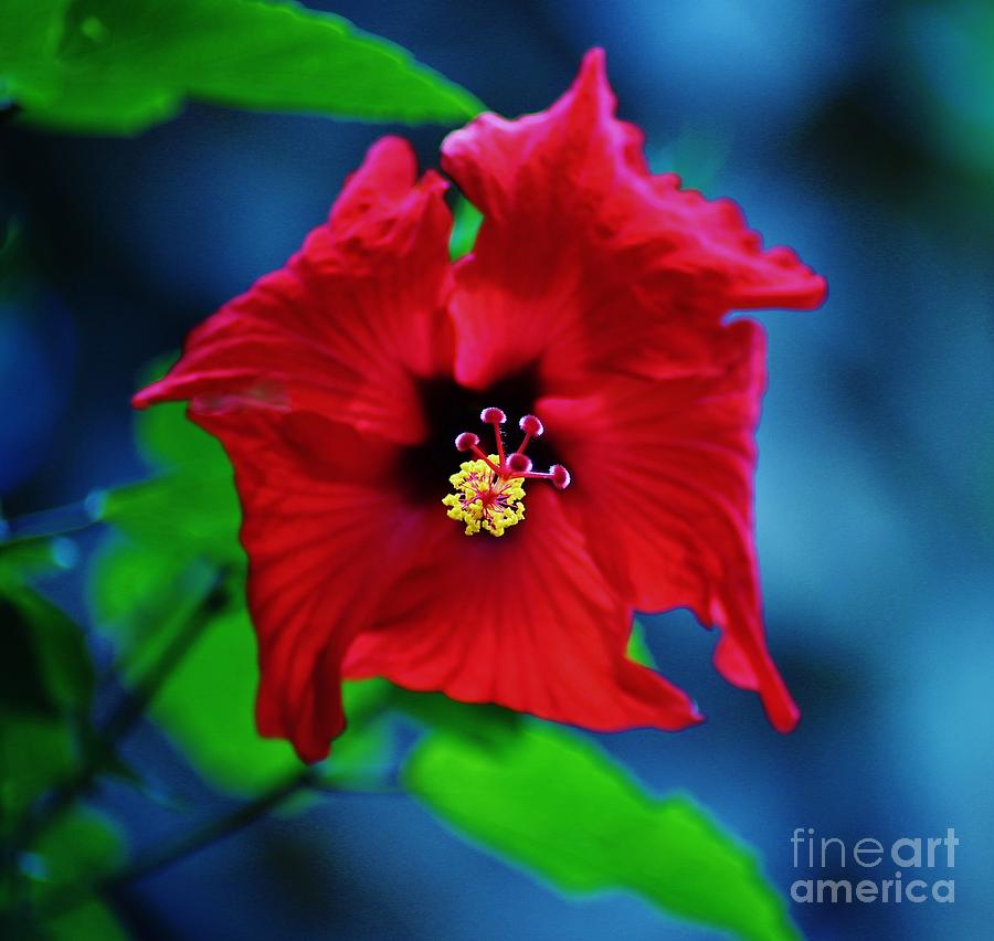 Pretty Red Hibiscus #2 Photograph by Craig Wood