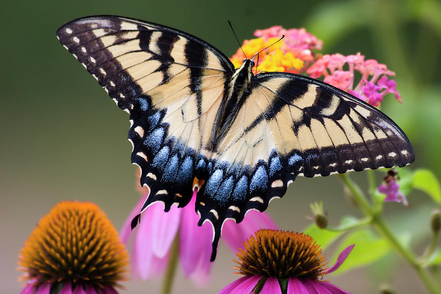 Pretty Swallowtail Butterfly #2 Photograph by Jill Lang