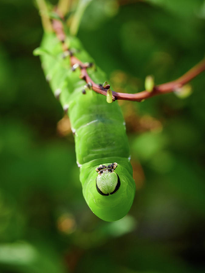 Privet Hawk Moth caterpillar #2 Photograph by Jouko Lehto