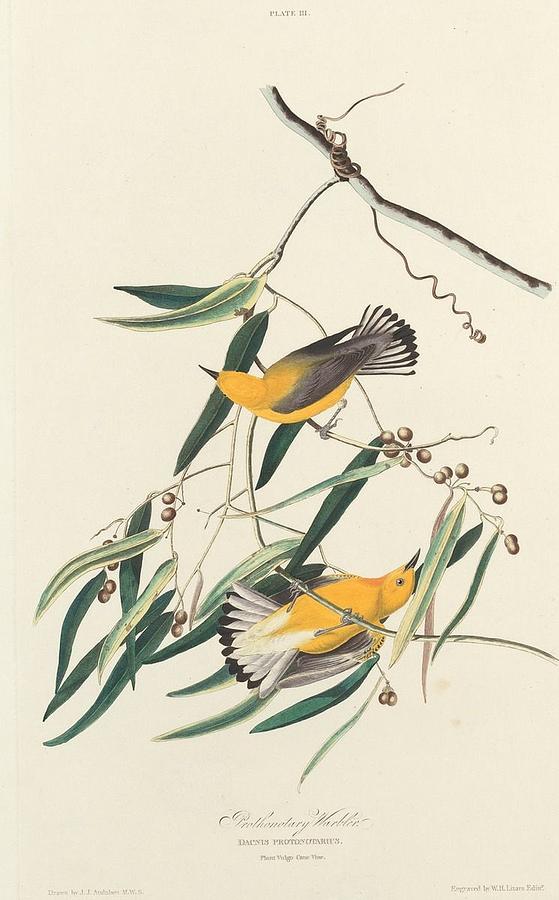 Prothonotary Warbler #2 Drawing by Dreyer Wildlife Print Collections 
