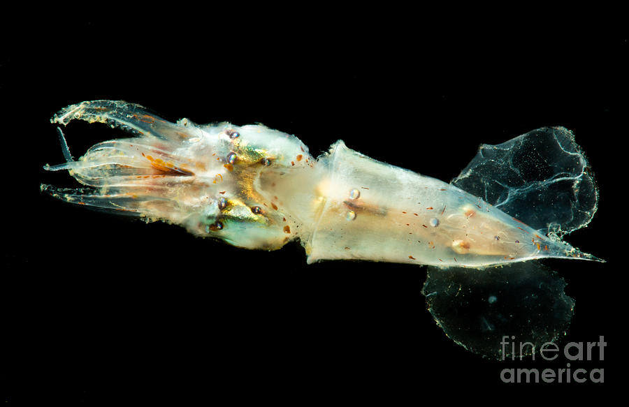 Pterygioteuthis Squid #2 Photograph by Dant Fenolio