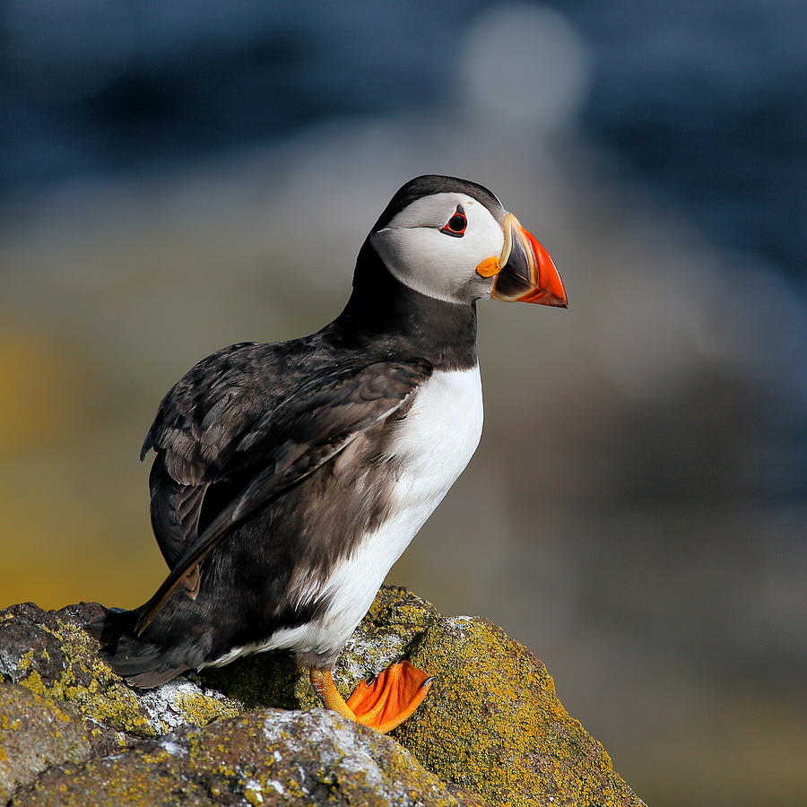 Puffin Photograph - Puffin #2 by Grant Glendinning