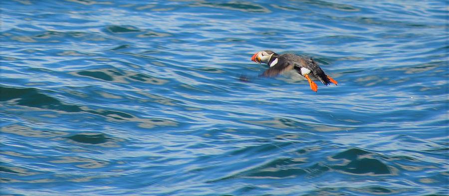 Puffin #2 Photograph by Jewels Hamrick