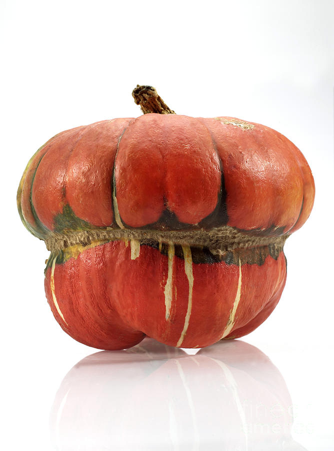 Pumpkin Called Turkish Turban #2 Photograph by Gerard Lacz