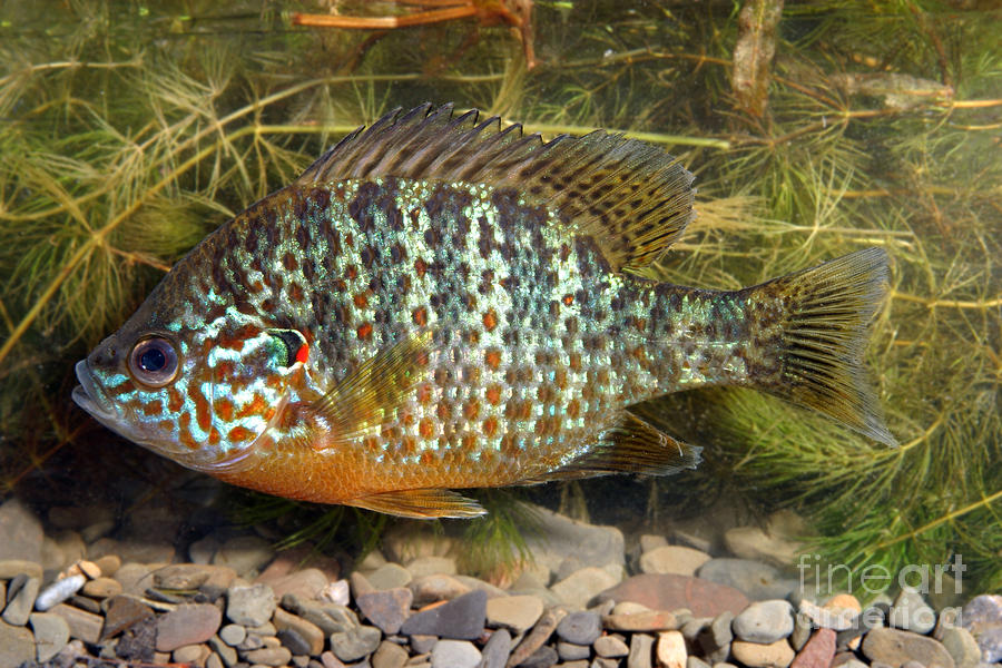 Pumpkinseed Sunfish #2 Photograph by Ted Kinsman - Pixels