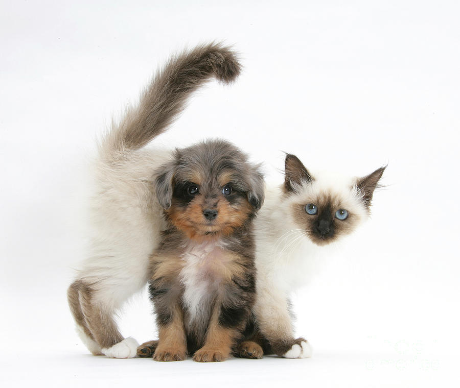 Animal Photograph - Puppy And Kitten #2 by Mark Taylor