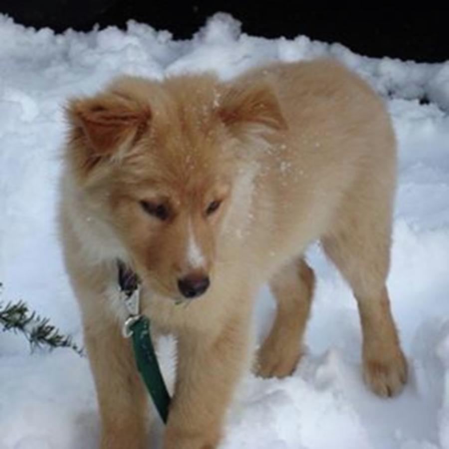 Puppy In Snow #2 Photograph by Amanda Richter