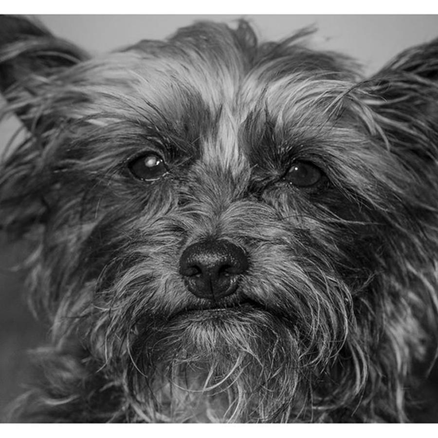 Dog Photograph - #puppy #pupylove #puppiesofinstagram #2 by David Haskett II