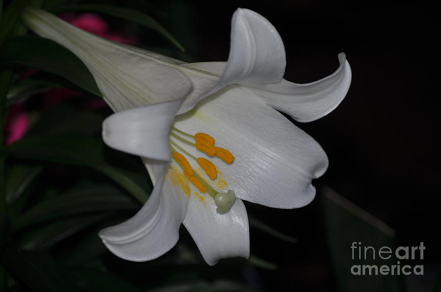 Lily Photograph - Purity #2 by Nona Kumah