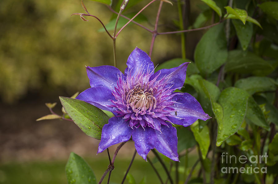 Purple Clematis Photograph by Mandy Judson - Fine Art America