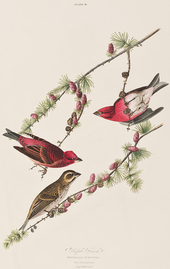 John James Audubon Painting - Purple Finch by John James Audubon