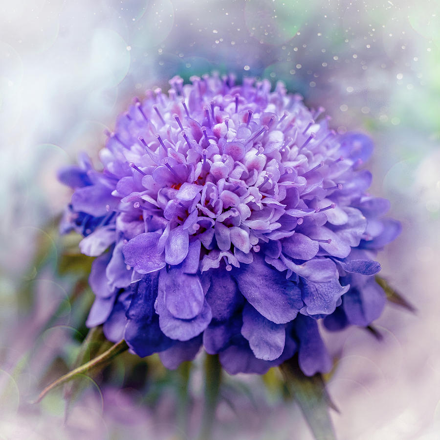 Purple Flower #2 Photograph by Lilia S