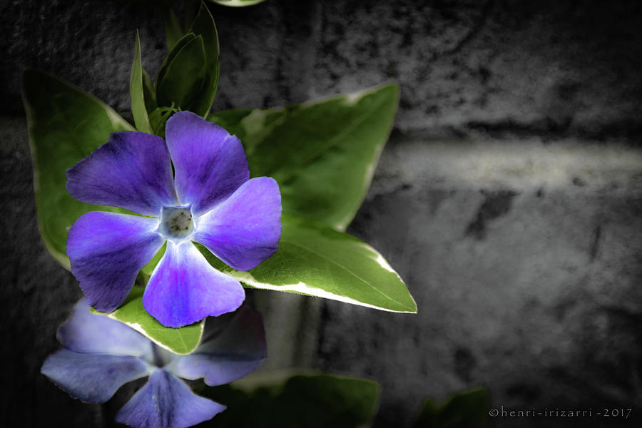 Purple Garden Flower #2 Photograph by Henri Irizarri