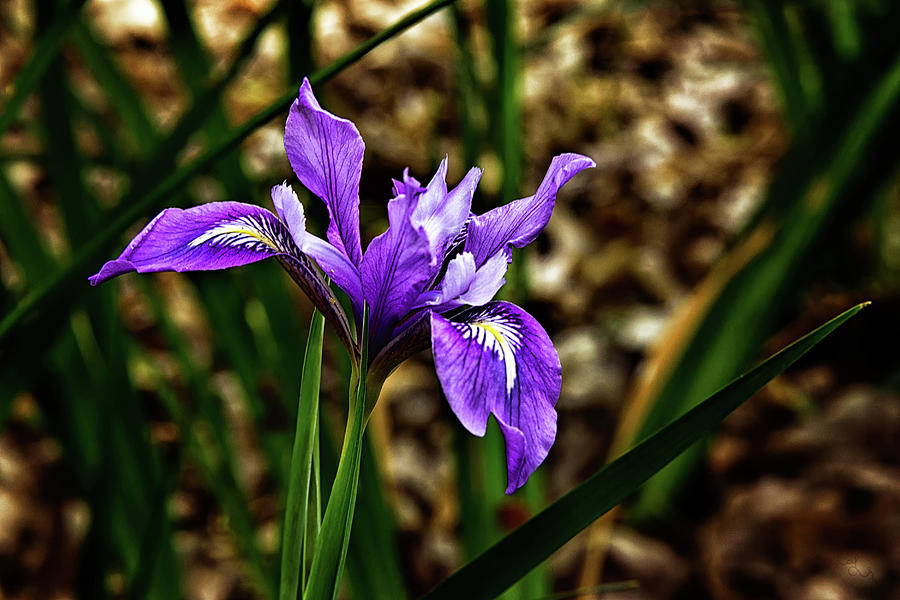 Purple Iris #2 Photograph by Camille Lopez