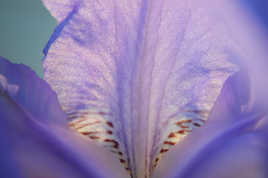 Purple Iris #2 Photograph by Curtis Krusie