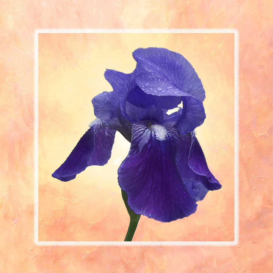 Purple Iris #2 Photograph by Michael Peychich