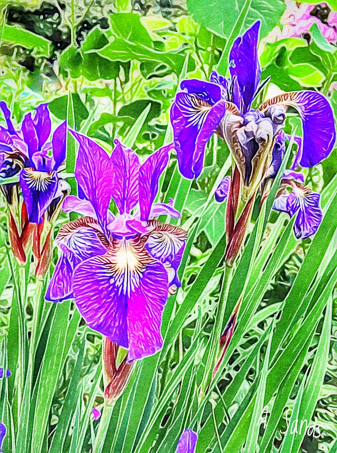 Purple Irises #1 Digital Art by Anne Sands
