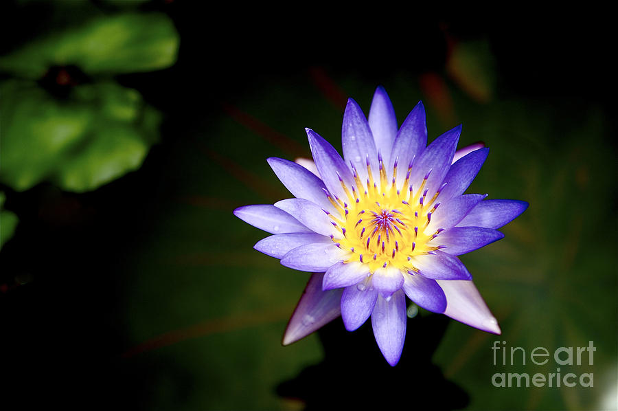 Purple lily #2 Photograph by Kicka Witte - Printscapes