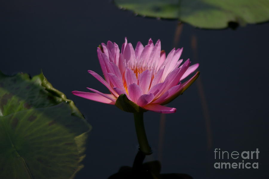 Purple Lotus Waterlily #2 Photograph by Jackie Irwin