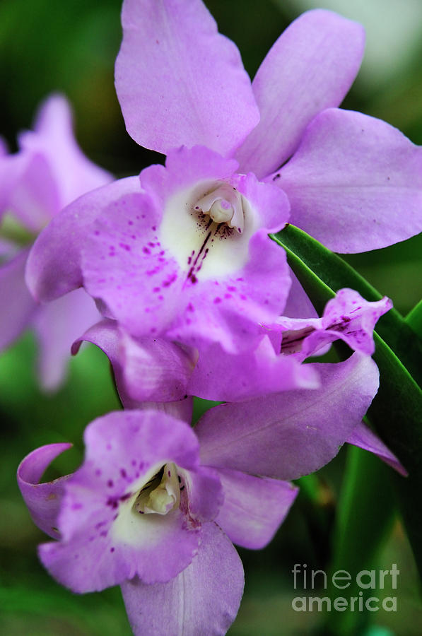 Nature Photograph - Purple Orchids #2 by Sami Sarkis