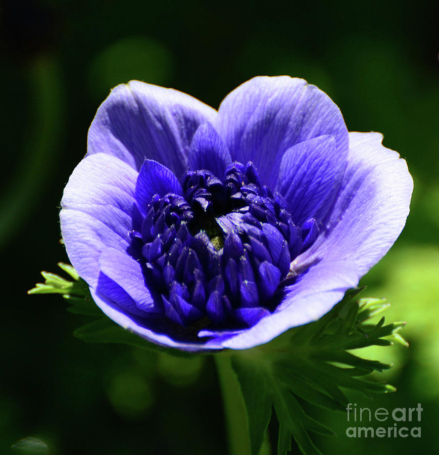 Purple Poppy #2 Photograph by Cindy Manero