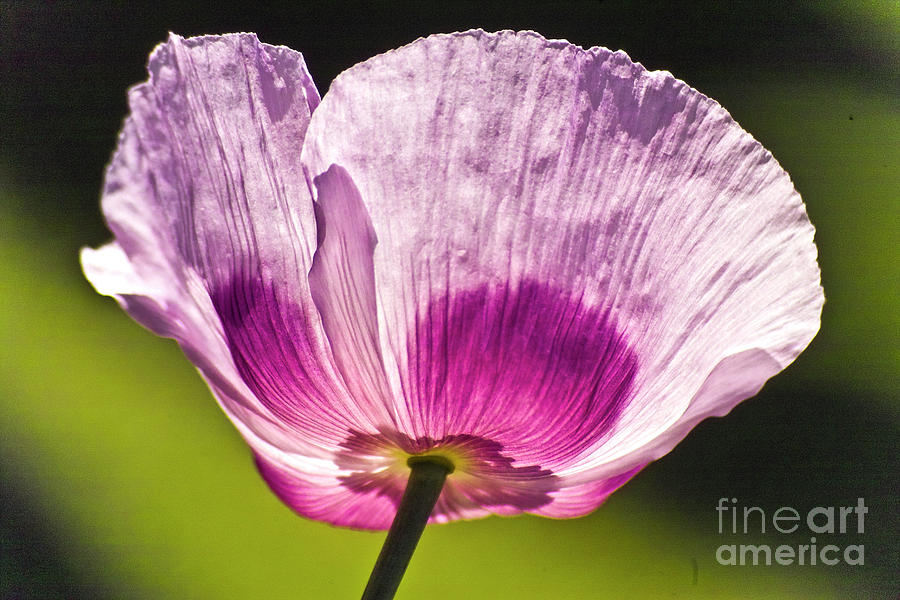 Purple Poppy Flower #2 Photograph by Heiko Koehrer-Wagner