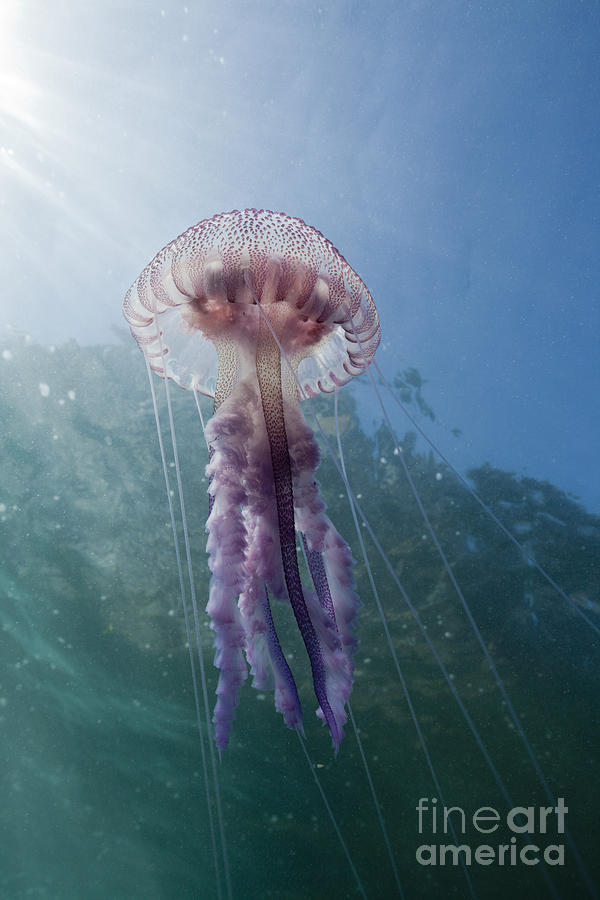 Purple Stinger Jellyfish #2 Photograph by Reinhard Dirscherl