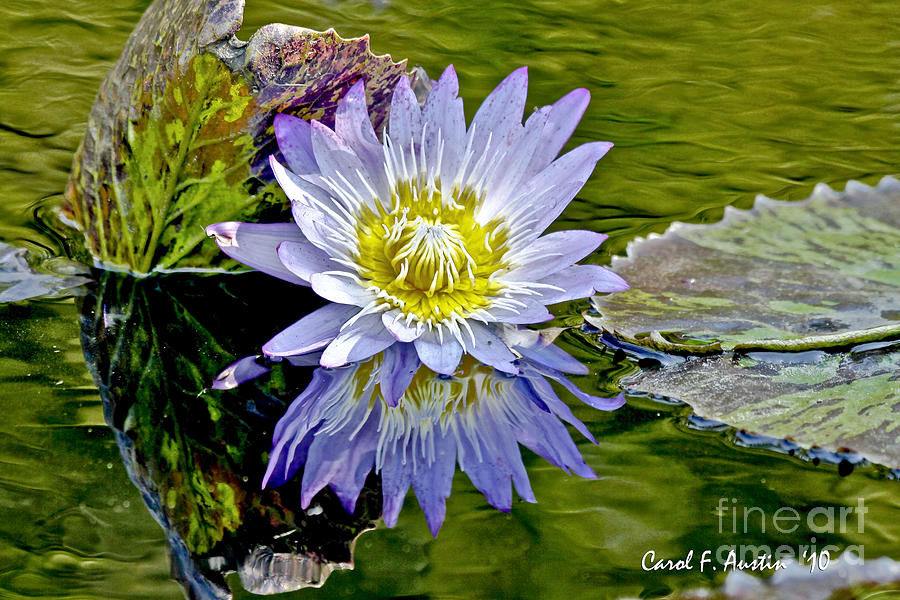 Purple Water Lily Pond Flower Wall Decor Photograph by Carol F Austin