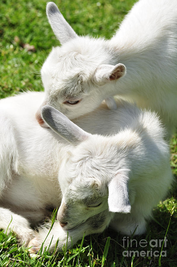 Pygmy Goat Twins #2 Photograph by Thomas R Fletcher