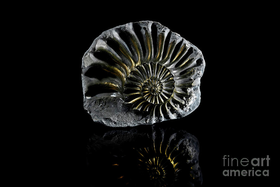 Prehistoric Photograph - Pyritized Ammonite #2 by Stela Knezevic