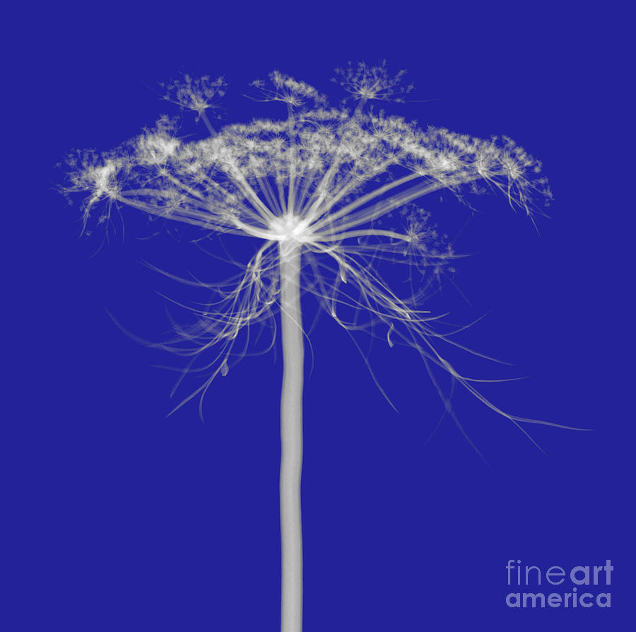 Queen Annes Lace, X-ray #2 Photograph by Ted Kinsman