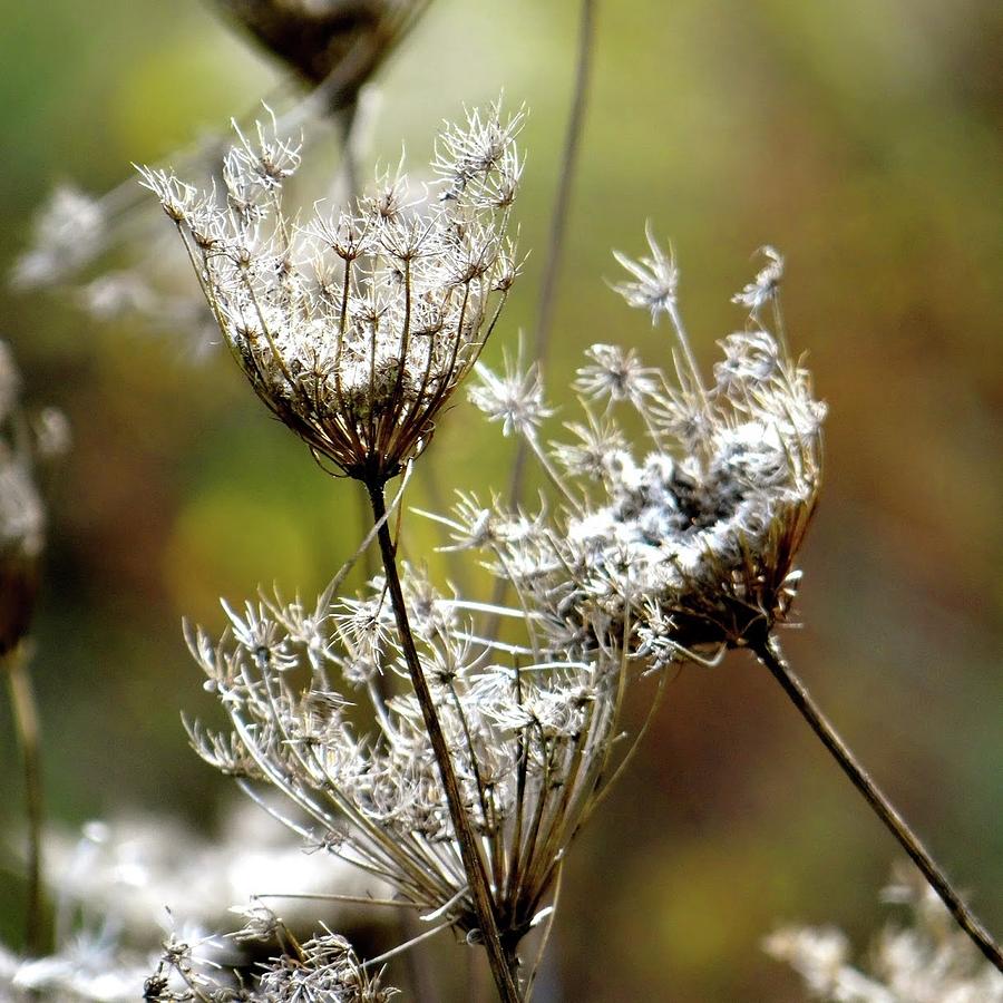 Re Upload Queen Ann's Lace by Jenny Regan Re Upload Queen Ann's Lace by Jenny Regan