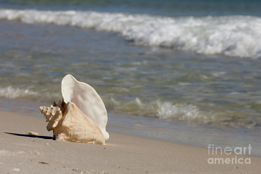 Queen Conch on the beach #2 Photograph by Anthony Totah